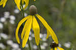 Pinnate prairie coneflower